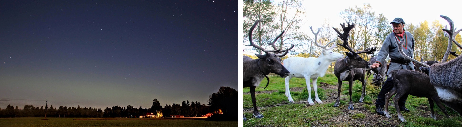 Collage met een heldere avond met een zwak noorderlicht en een kudde rendieren.