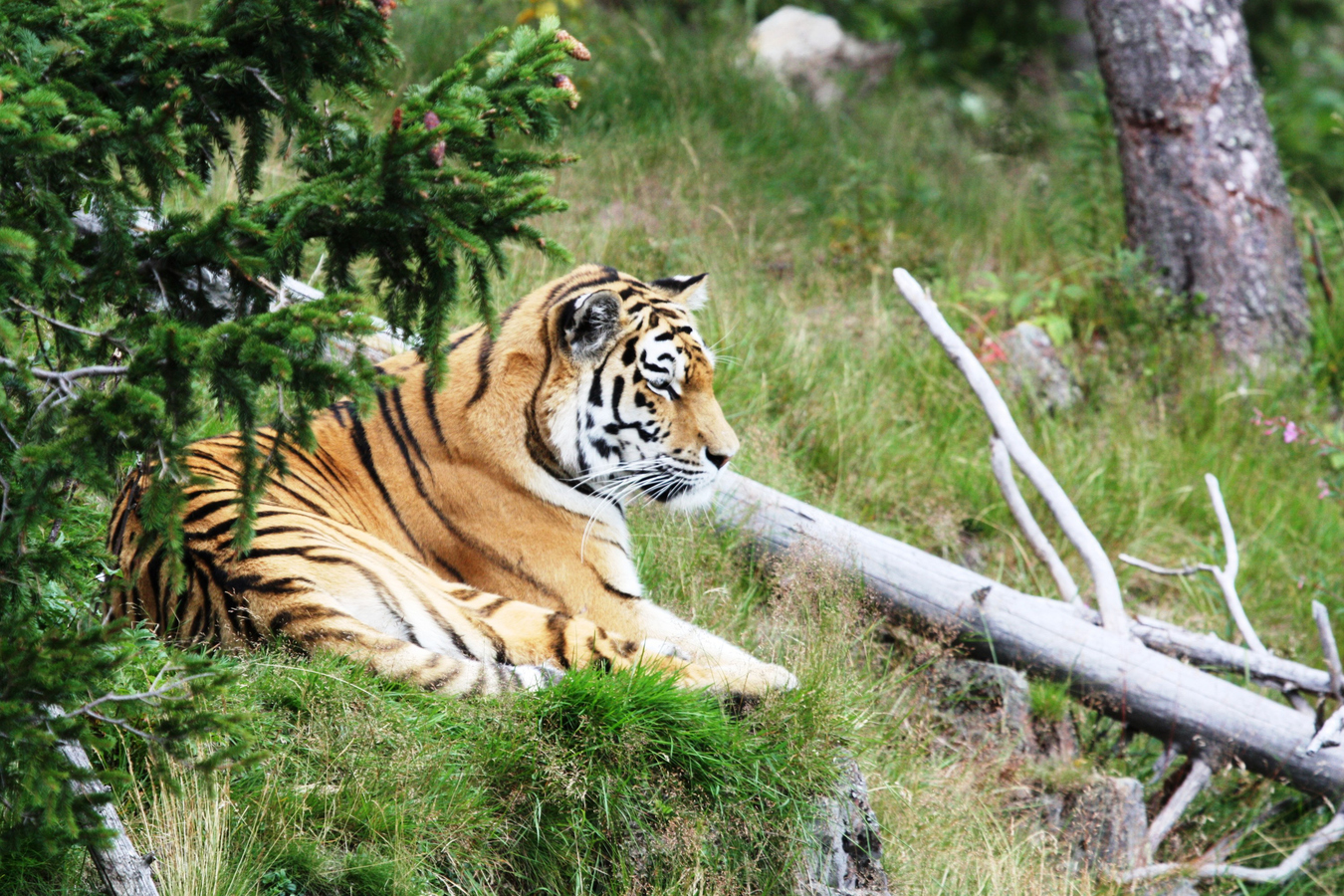 Tiger liggende på gresset.