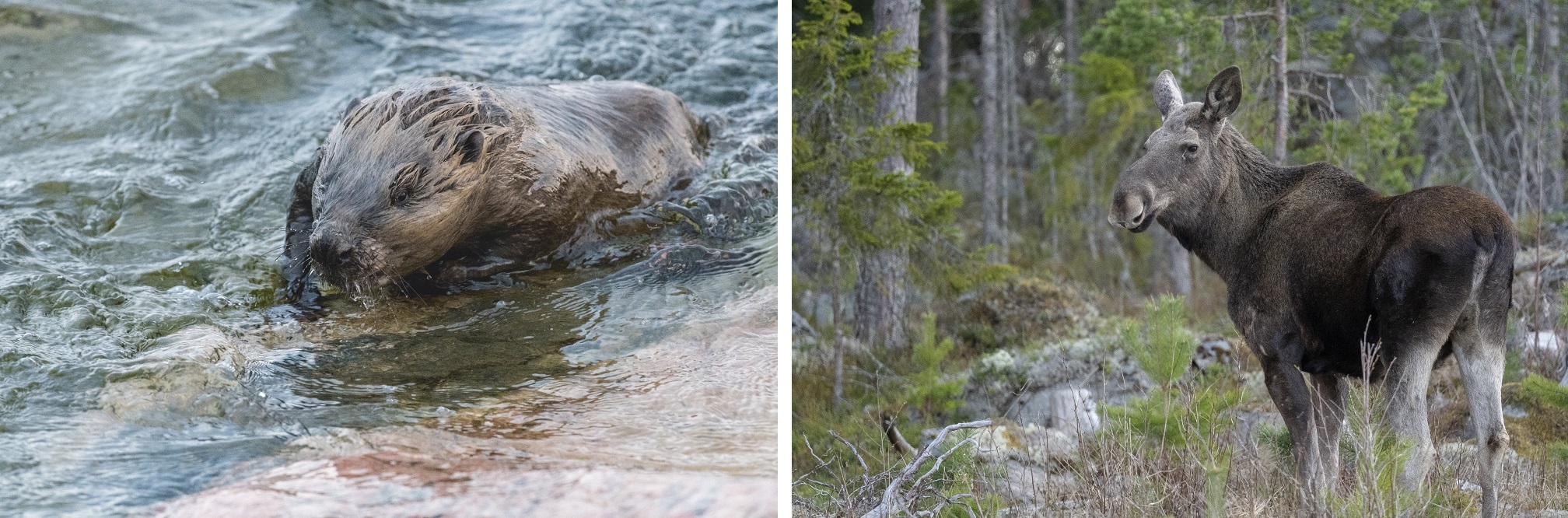 Collage met een bever in het water en een eland in het bos.