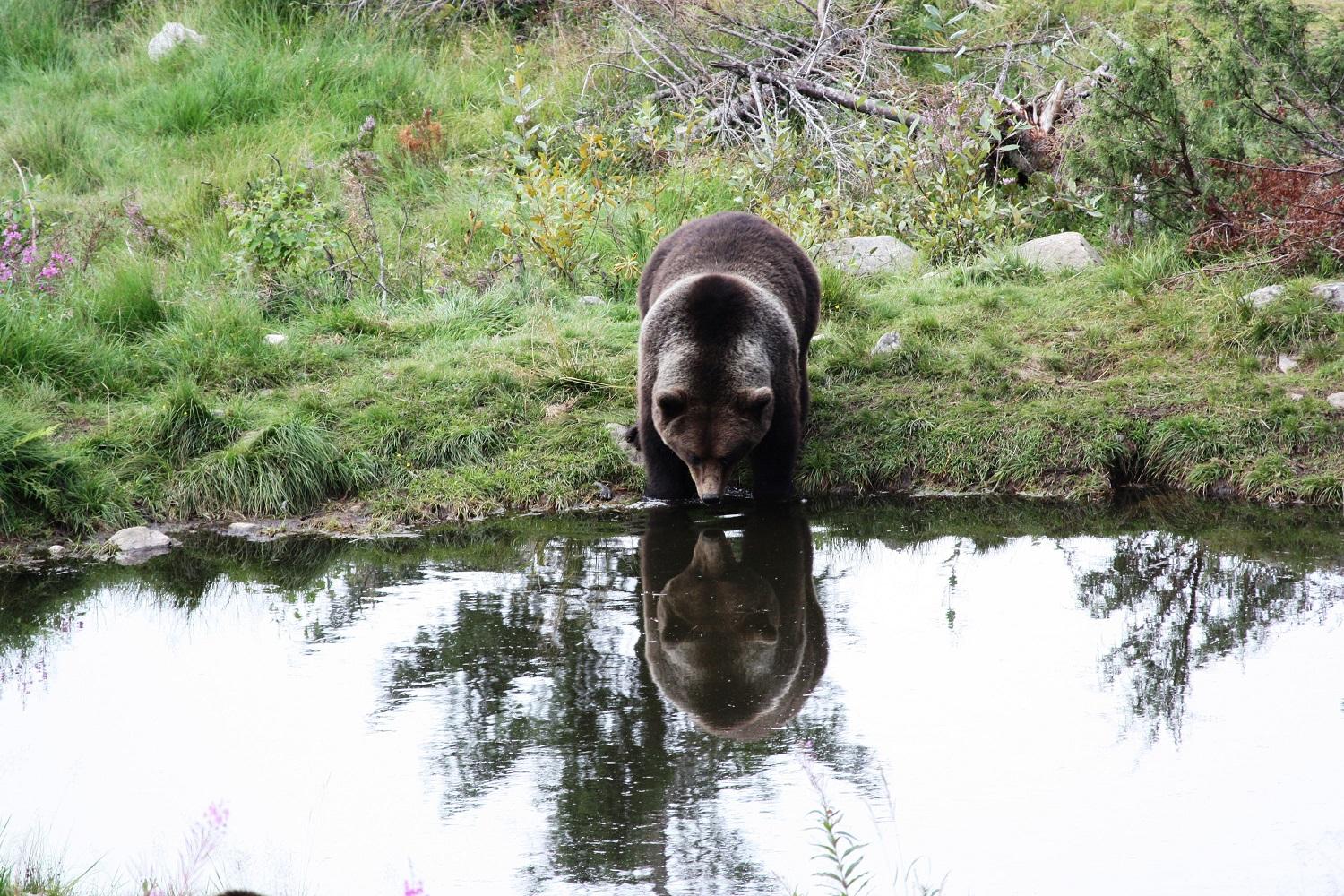En brunbjørn som drikker vann i Dalarnas natur.
