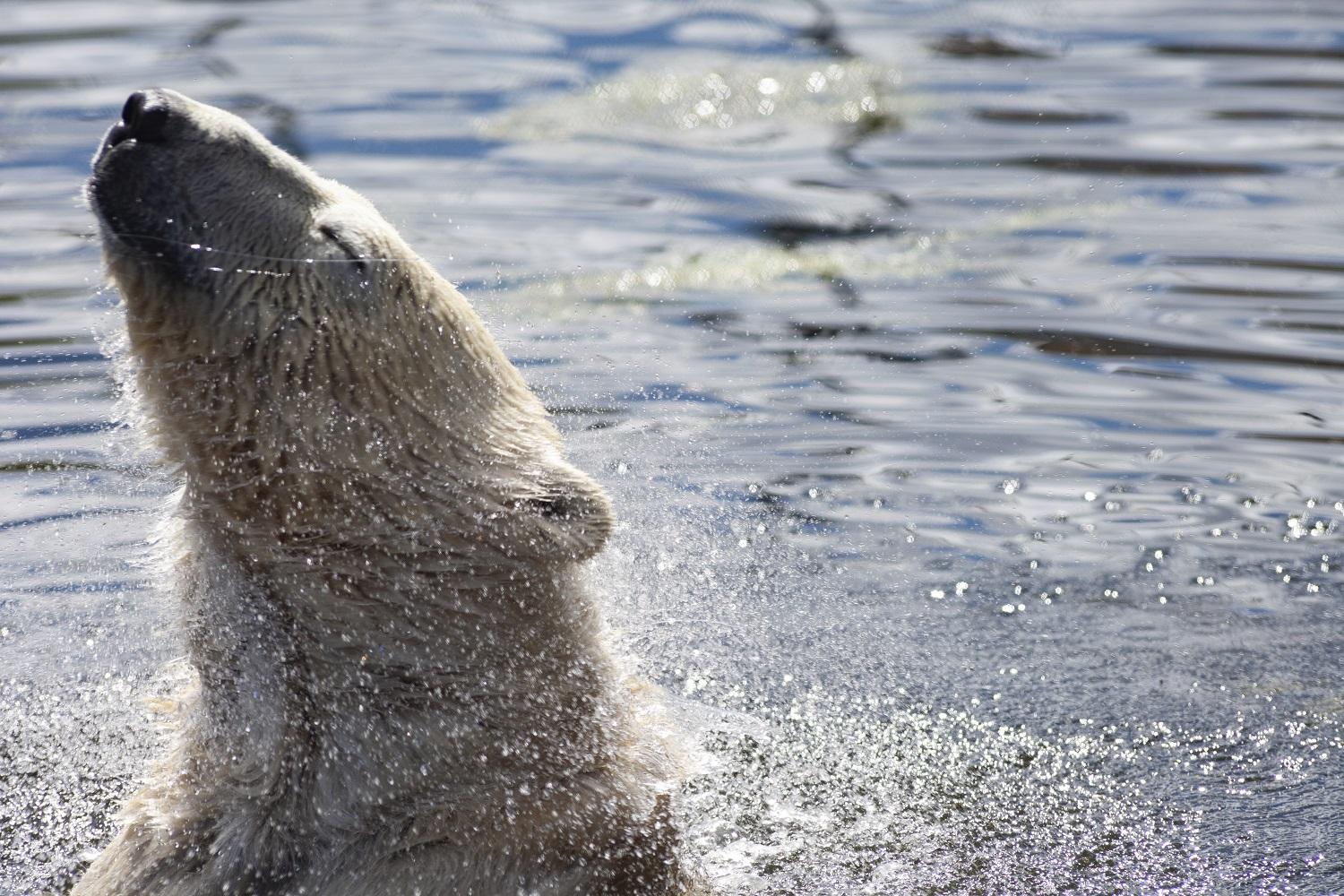 Isbjørn bader i vann.