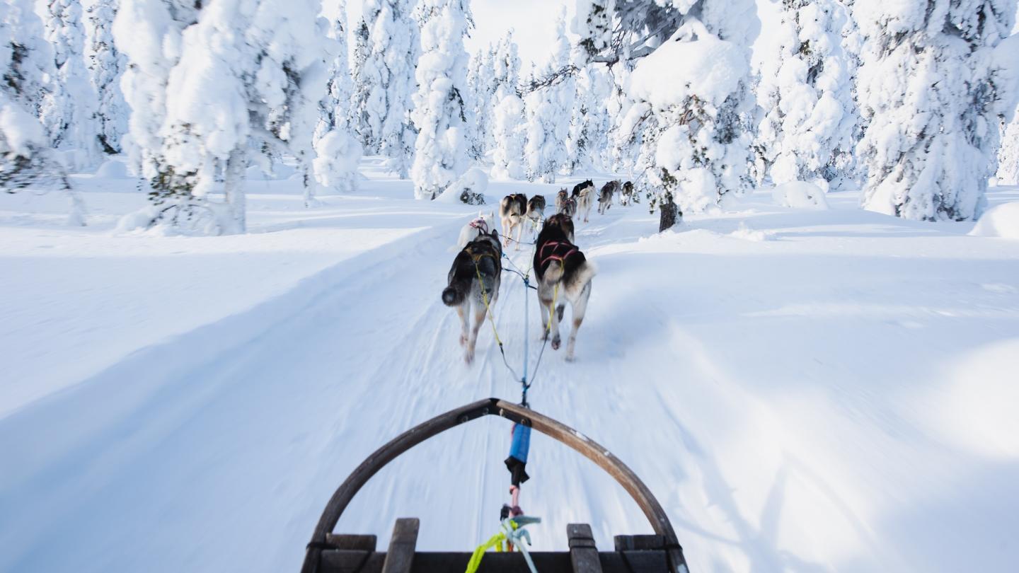 Honden trekken een slede in een winters landschap.