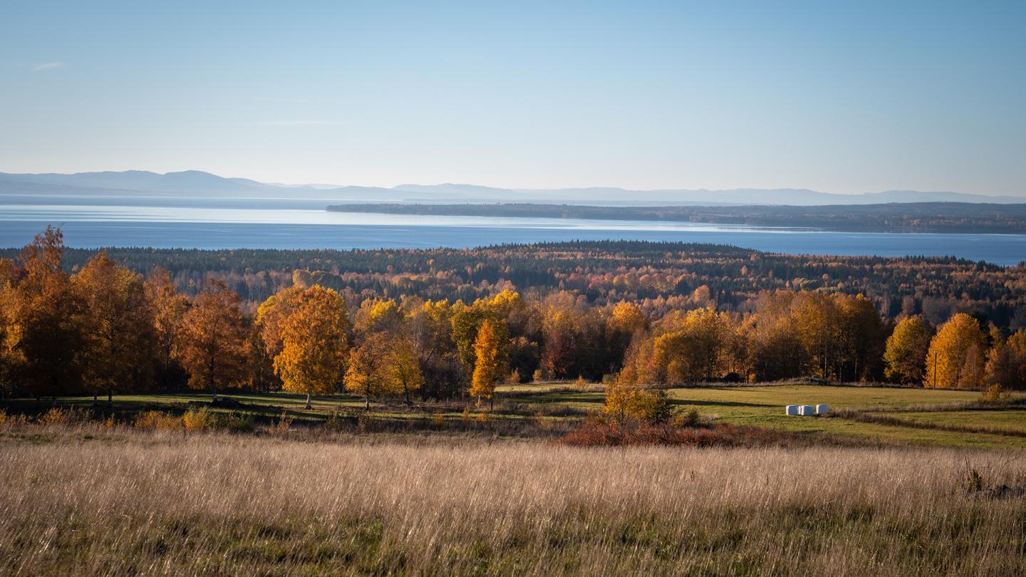 A field and trees in autumn colours in front of lake Siljan.